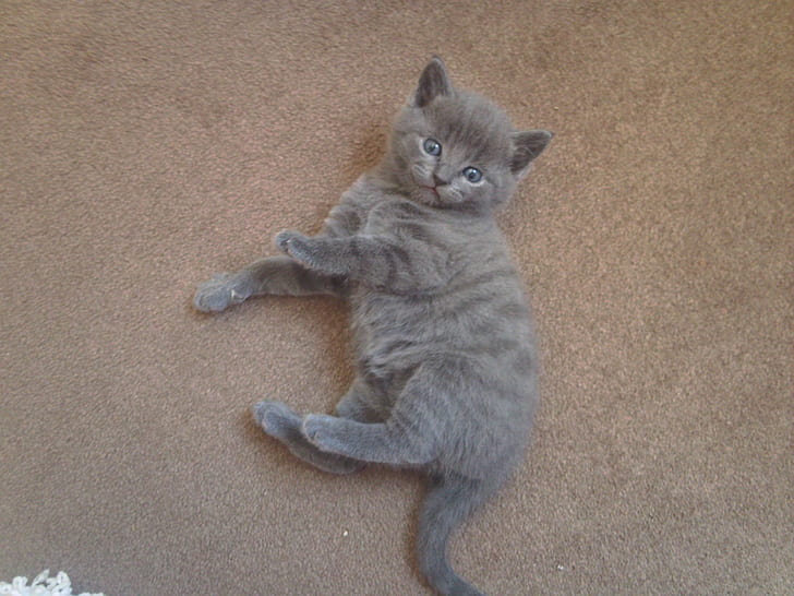 Grey Kitten, cats, animals, HD wallpaper