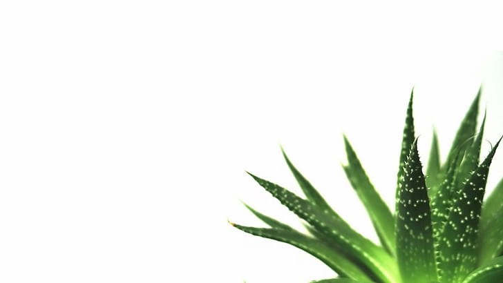 background, macro, minimalistic, nature, plants, Simple, succulents, HD wallpaper