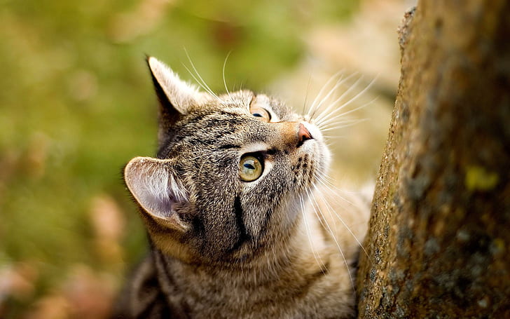 Cat Staring Up, cute animals, HD wallpaper