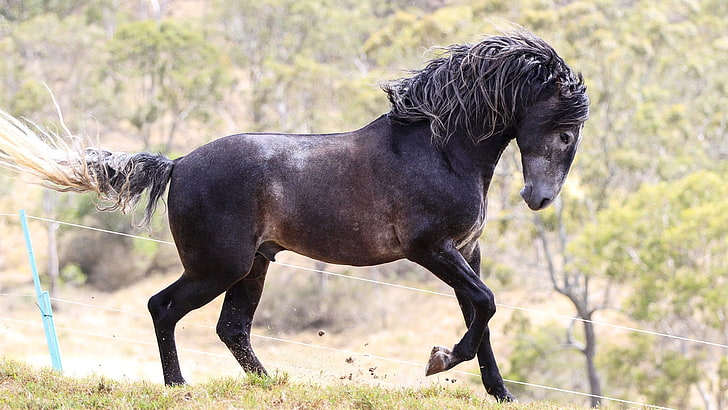 black horse, animals, animal themes, mammal, one animal, domestic animals