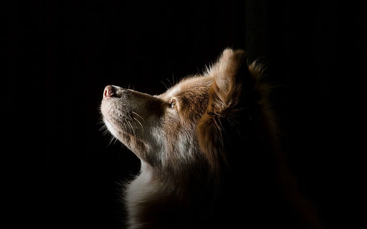 dog, profile, face, shadow, tan and white alaskan malamute puppy