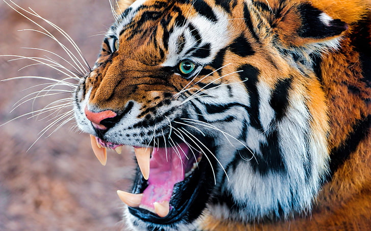 Snarling Tiger-Wild Animal HD Wallpaper, animal themes, big cat