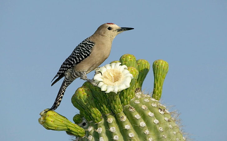 brown and white bird figurine, cactus, flowers, birds, animal themes, HD wallpaper