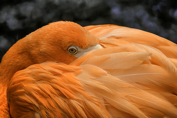 close up photography of orange bird, flamingo, flamingo, bird  bird