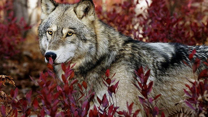 wolf, canine, animals, timber wolf, grey fox, coyote, mammal