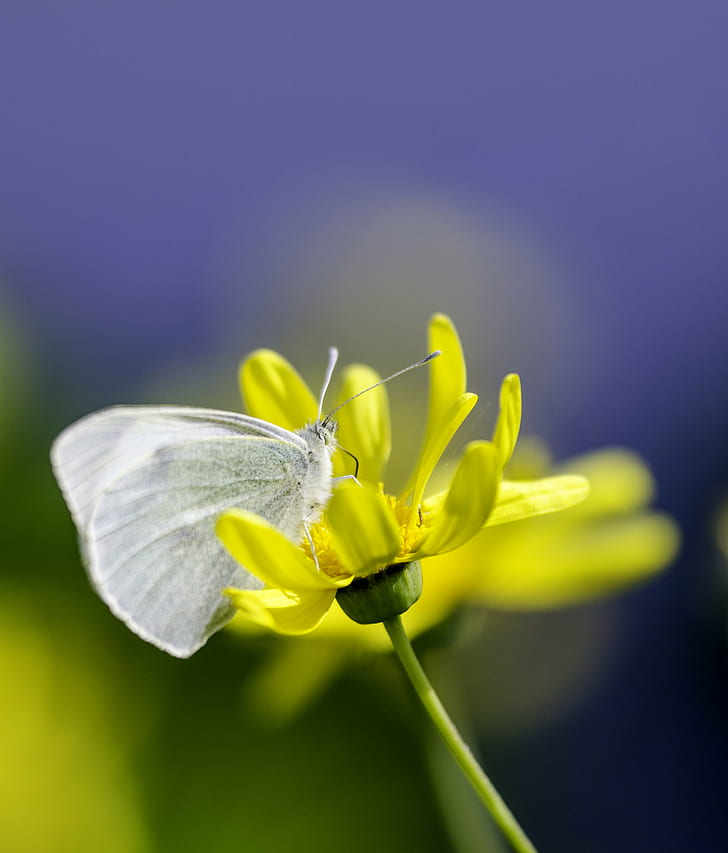 selective focus photography of yellow petaled flowers, mariposa, mariposa