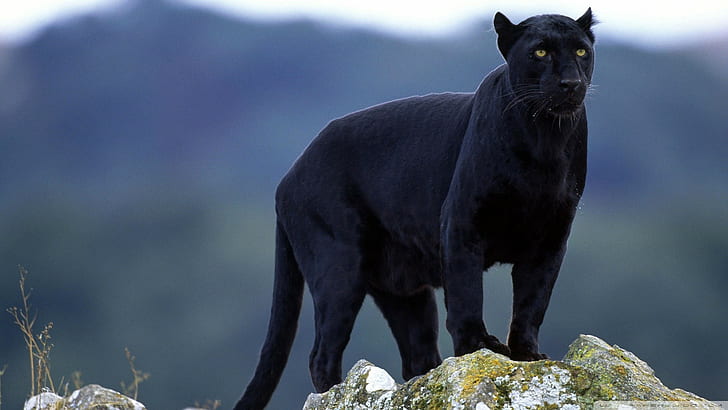 panthers, big cats, animals, Black Panther, nature