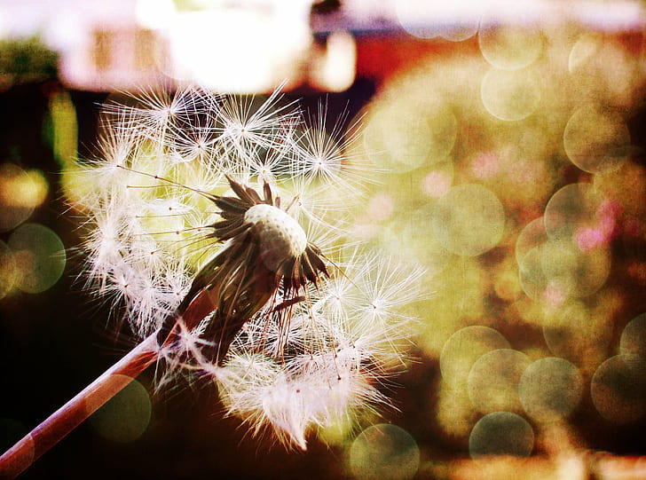 white dandelion focus photography, run on, space and time, cute, HD wallpaper