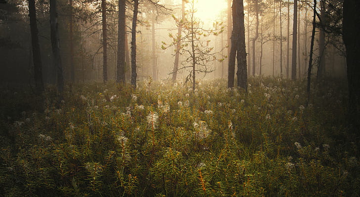 white flowers in forest during daybreak, something in the air