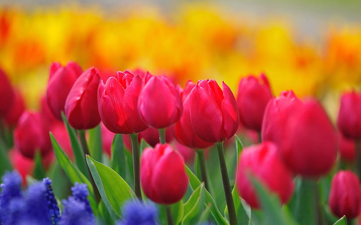 Red tulips, yellow flowers, hyacinths, spring nature, pink tulips