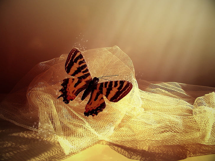 orange and black butterfly, insect, animals, animal themes, one animal, HD wallpaper