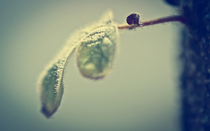 green leaf plant, shape, thread, lubricated, selective focus