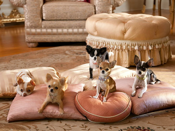 Chihuahuas, For My Friend Monika (serenade111), puppy, chair, HD wallpaper