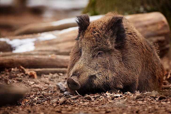 boar, wild pig