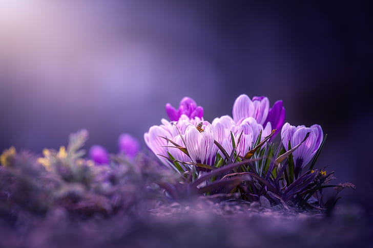 Flowers, Crocus, Close-Up, Nature, Purple Flower, HD wallpaper