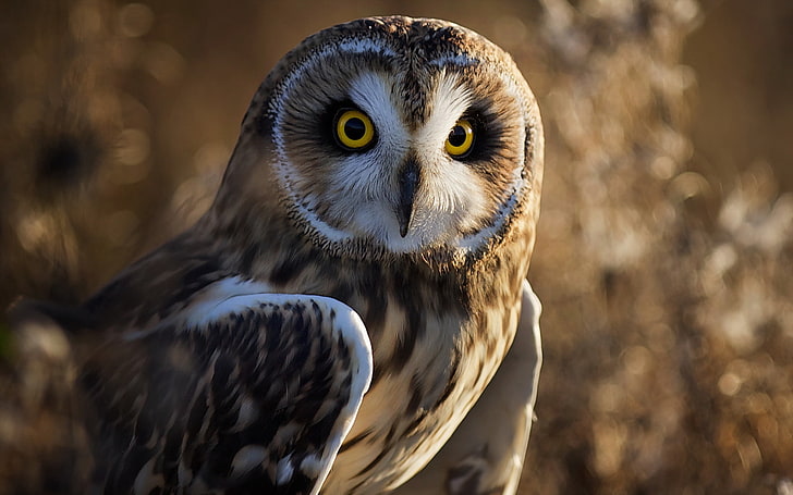 brown and white owl, bird, nature, predator, wildlife, feather, HD wallpaper