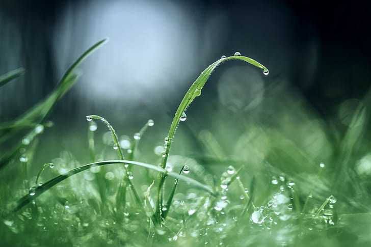 Morning after rain, grass, green, drops, dew, reflections, HD wallpaper