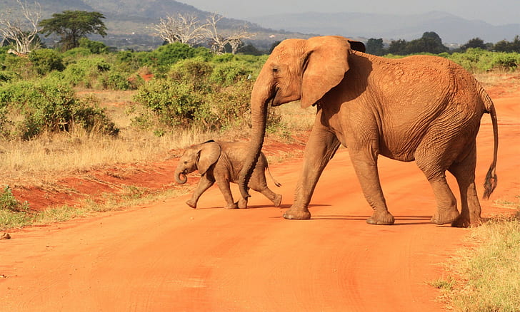 Africa, animals, baby animals, elephant, HD wallpaper