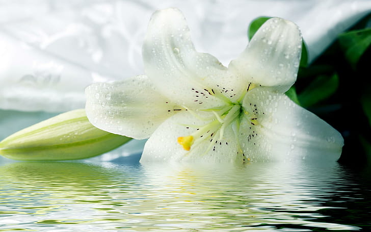 White Lilies, nature, flower, beautyful, 3d and abstract, HD wallpaper