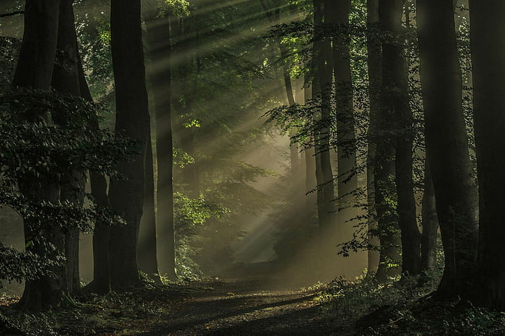 morning, forest, atmosphere, landscape, Netherlands, path, sunlight, HD wallpaper