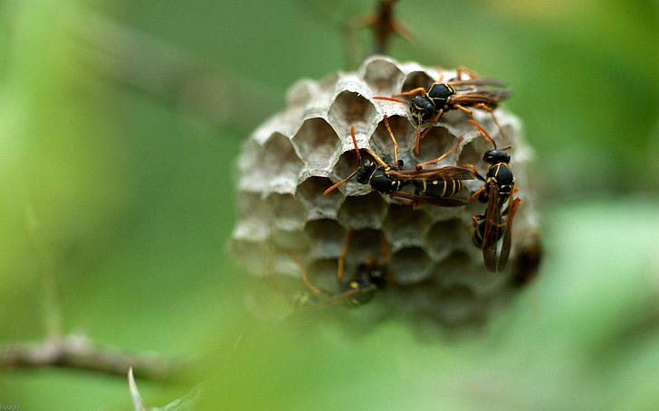 Wasp Nest, gray beehive, buzz, insects, animals, HD wallpaper