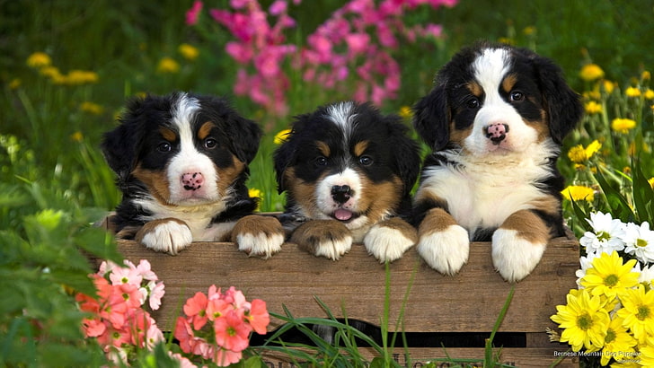 Dogs, Sennenhund, Animal, Baby Animal, Bernese Mountain Dog, HD wallpaper