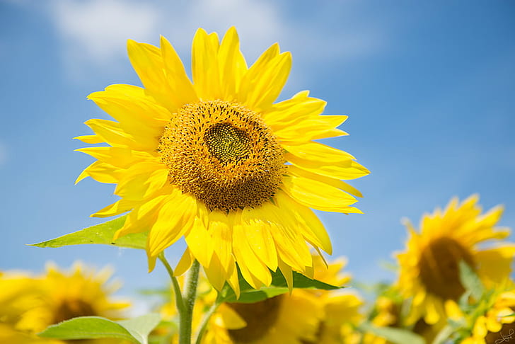 shallow focus photography of sunflower in sunflower field under clear sky during daytime, sunflower, HD wallpaper