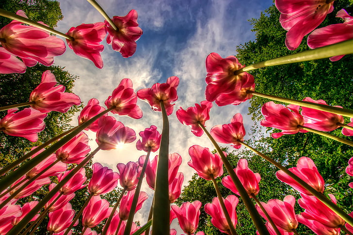 tulips, flowers, blue, sky, worm's eye view, plant, beauty in nature, HD wallpaper