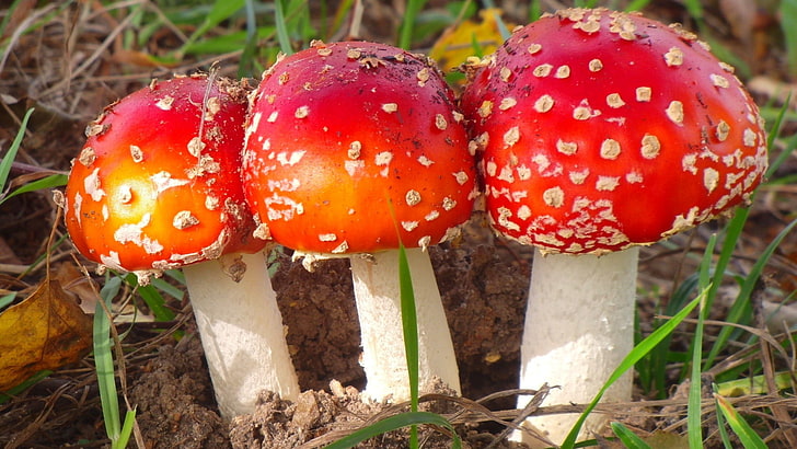 red mushrooms, nature, Amanita muscaria, fly agaric, food, vegetable, HD wallpaper