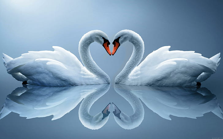 Swan as love heart, two white swan photo, animal, water, HD wallpaper
