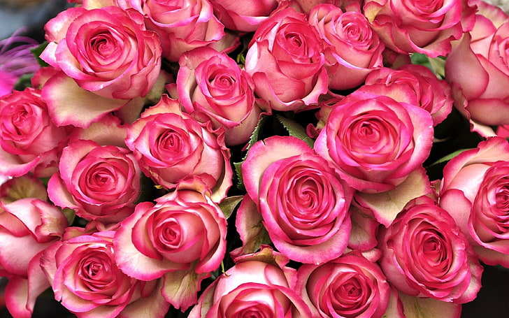 Pink White Flowers Bouquet Desktop Hd Wallpaper Free Download, HD wallpaper