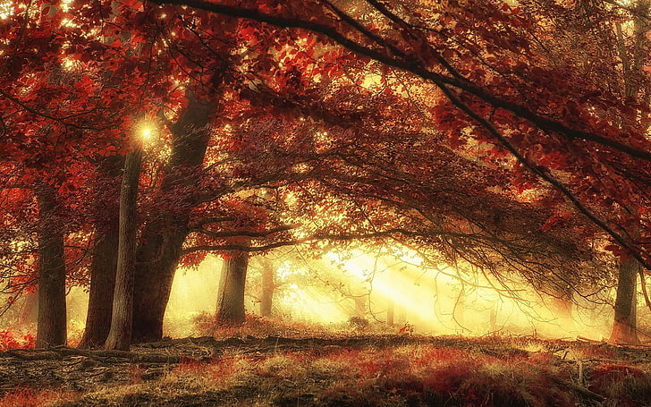 red trees with brown stem illustration, nature, landscape, sun rays, HD wallpaper