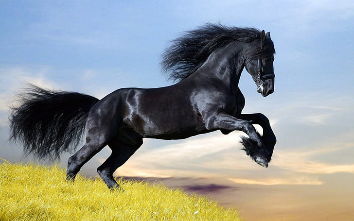 black and white horse figurine, animals, Dark Horse, animal themes, HD wallpaper