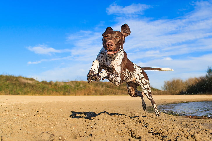 Dogs, German Shorthaired Pointer