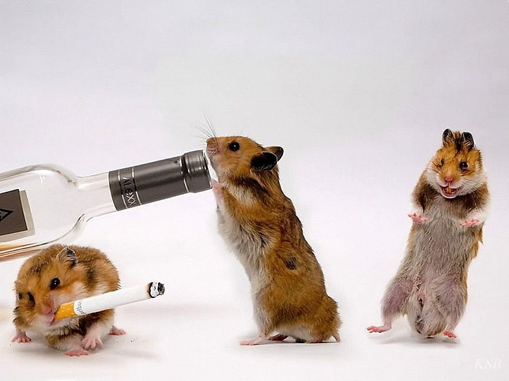 HD wallpaper: Squirrel Party, three brown rats, Funny, animal themes,  mammal | Wallpaper Flare