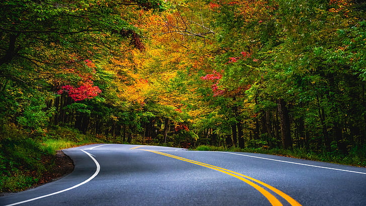 road, autumn, forest, trees, markup, turn, Vermont, Smugglers Notch, HD wallpaper