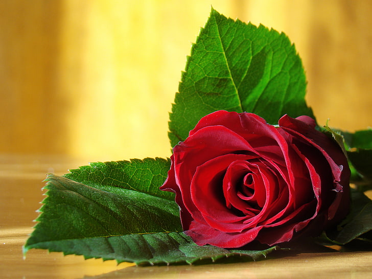 HD wallpaper: red rose flower, love, flowers, photo, romance, beauty,  colors | Wallpaper Flare