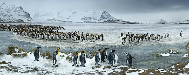 nature, landscape, penguins, animals, mountains, birds, snow, HD wallpaper