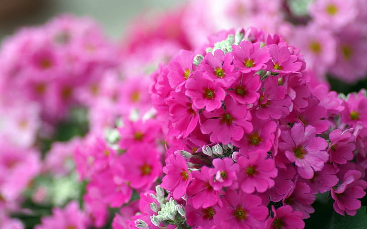 Small pink flowers, pink petaled flowers, 1920x1200, floral, HD wallpaper