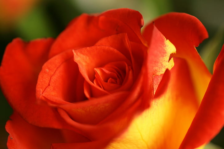 selective focus photo of a red and yellow Roses, rose, on fire, HD wallpaper