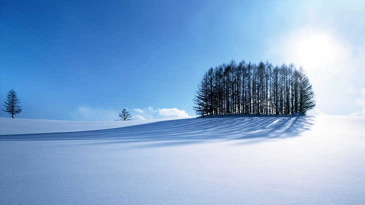 best amazing nature  1920x1080, snow, tree, cold temperature, HD wallpaper