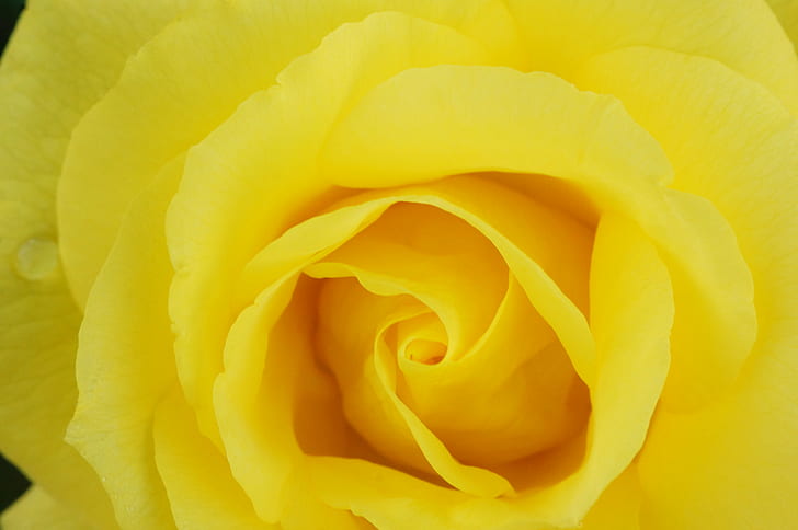 macro photography of yellow Rose flower, Shades of Yellow, Sony  Alpha