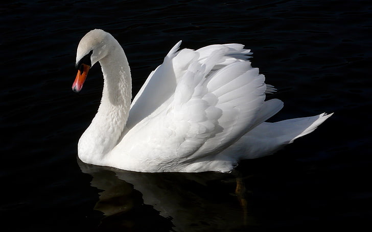 white duck, swan, bird, water, swim, black background, animal