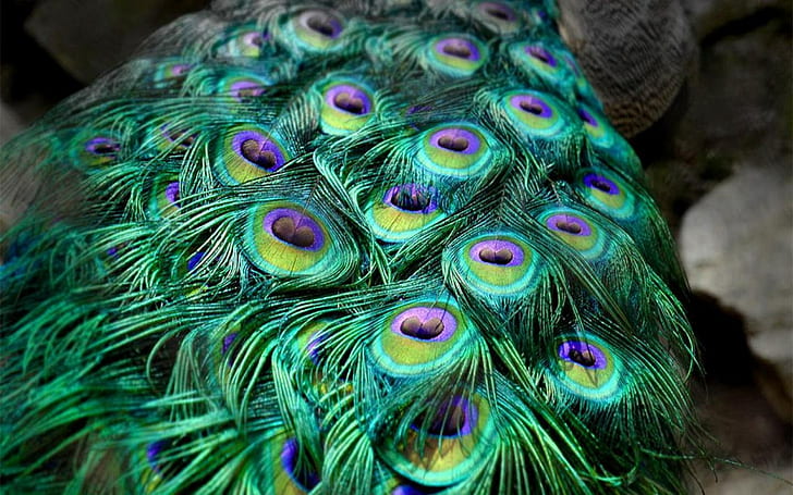 HD wallpaper: peacock | Wallpaper Flare