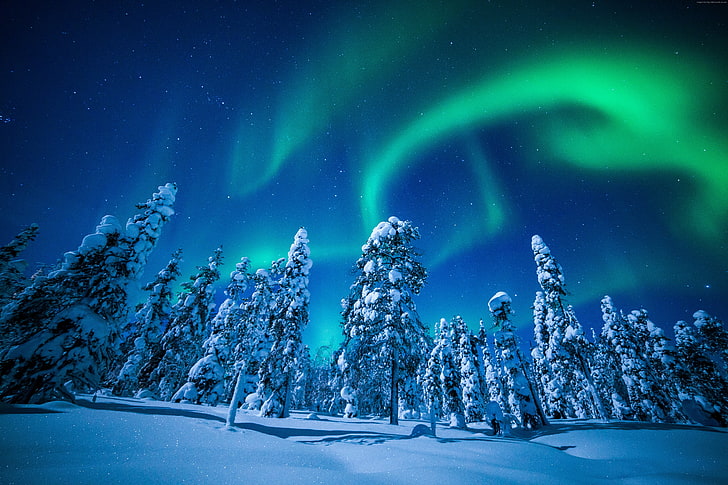 Finland, tree, night, snow, northern lights, 5K, winter, Lapland