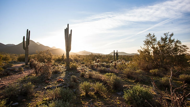 cactus, sonoran desert, arizona, sky, shrubland, landscape, HD wallpaper