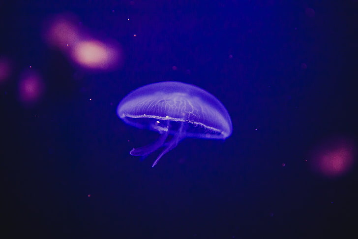 purple jelly fish digital wallpaper, jellyfish, underwater world