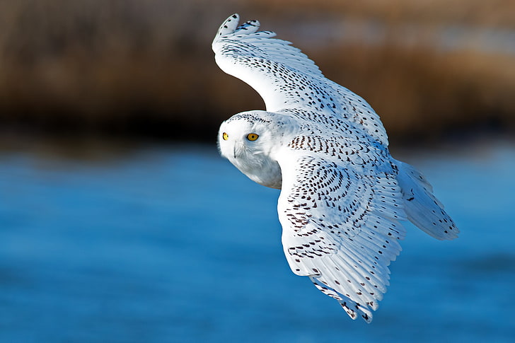 white and gray owl, bird, wings, flight, snowy owl, white owl