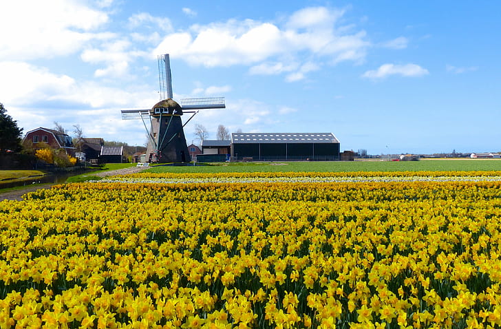 black windmill near yellow Daffodil flower filed under white skies during daytime, HD wallpaper