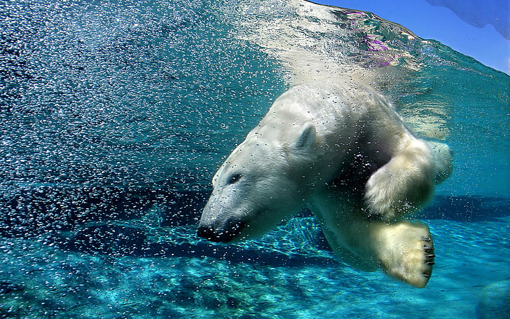 HD wallpaper: animals, polar bears, split view, water, animal themes, animal  wildlife | Wallpaper Flare